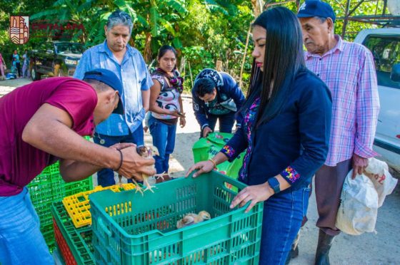 Entrega de pollitas doble propósito a familias de Cintalapa