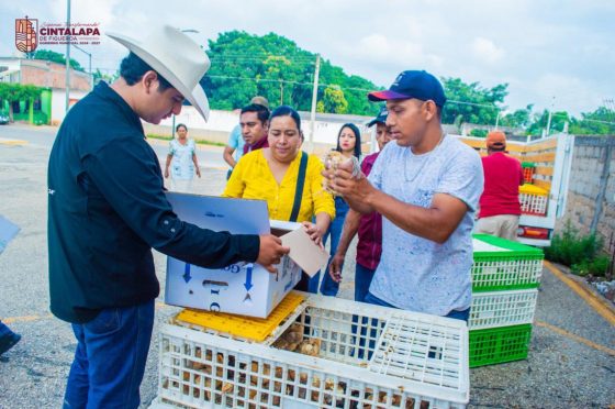 Entrega de pollitas doble propósito a familias del municipio