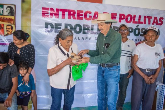 CONTINÚA ENTREGA DE POLLITAS DOBLE PROPÓSITO EN LAS COMUNIDADES DE CINTALAPA